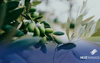Heat Management olives