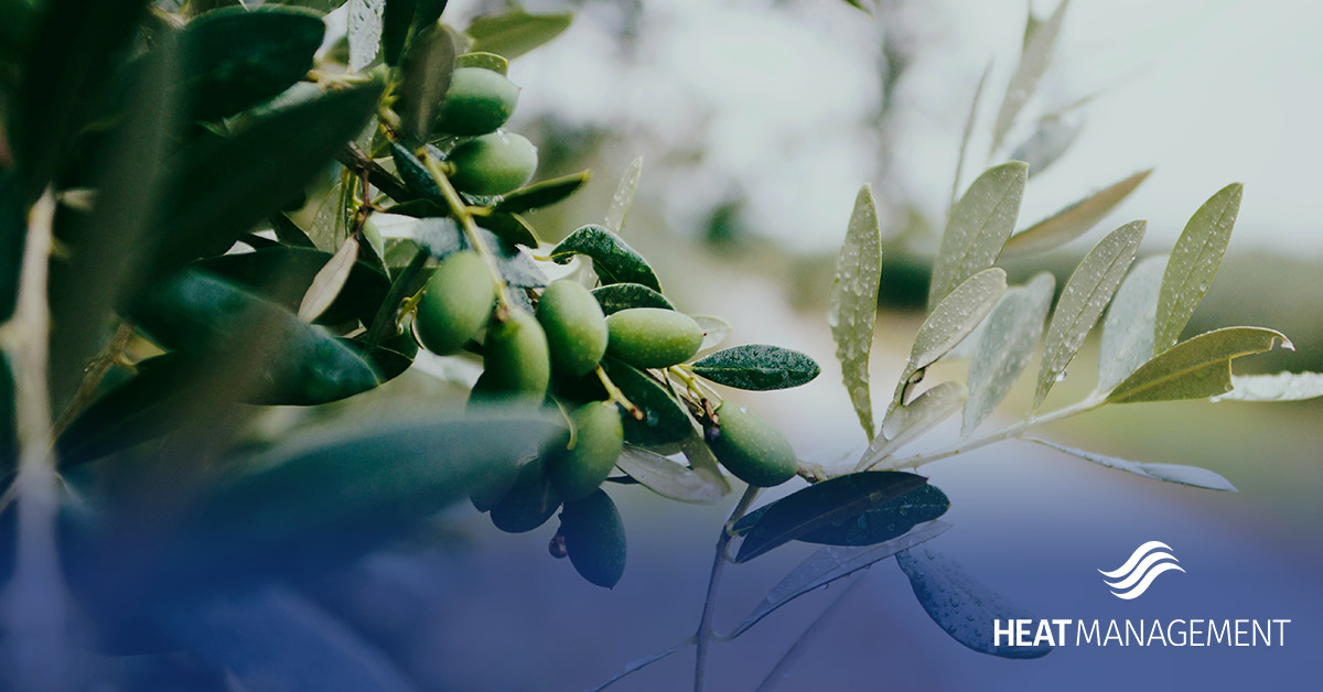 Heat Management olives