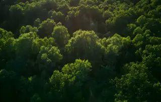 Dense green forest trees sunlight