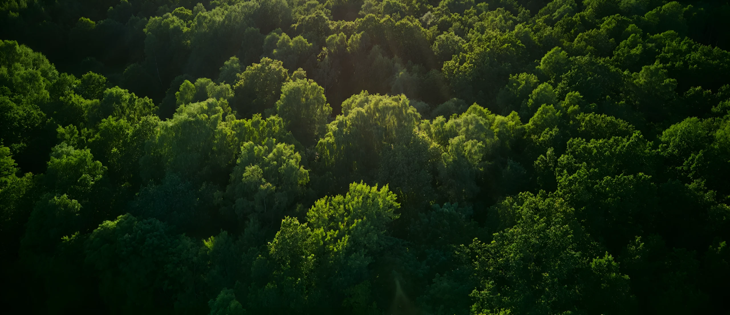 Green Forest Canopy Dense green forest trees sunlight