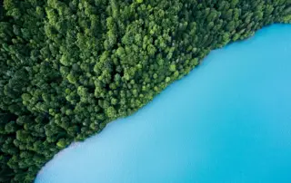 Drone shot of forest and water edge