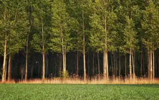Tall green trees forest field