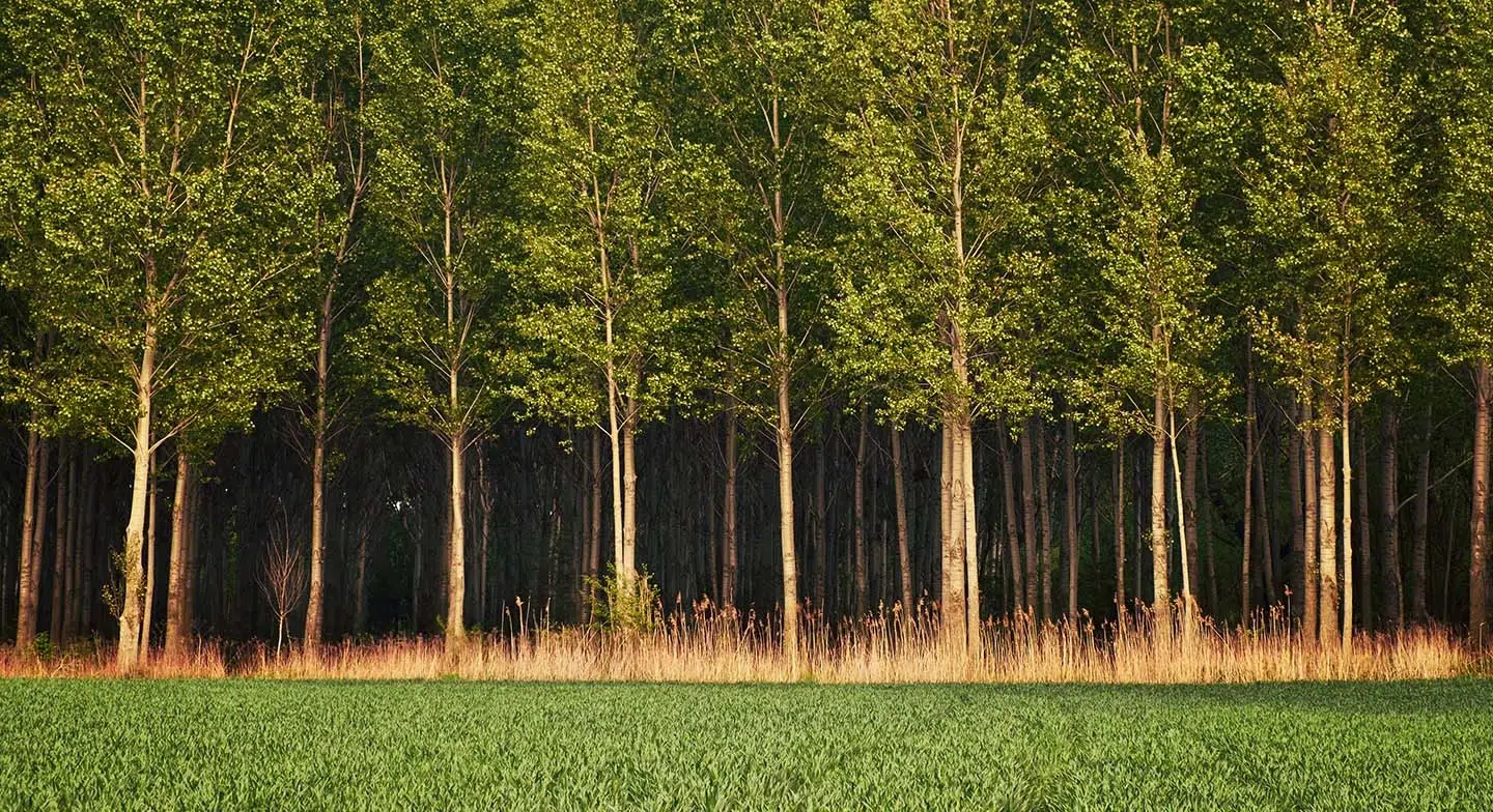 Green Tree Forest Tall green trees forest field
